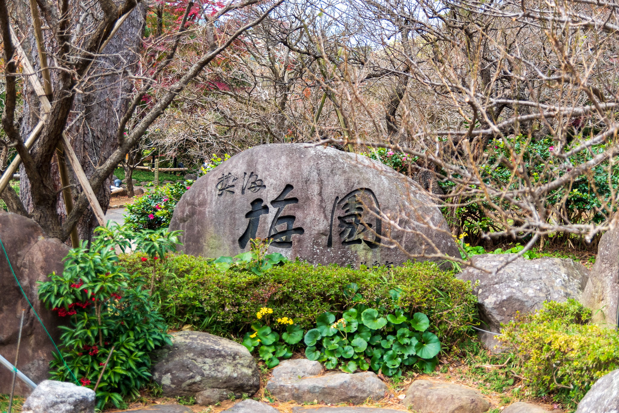 熱海梅園_０１