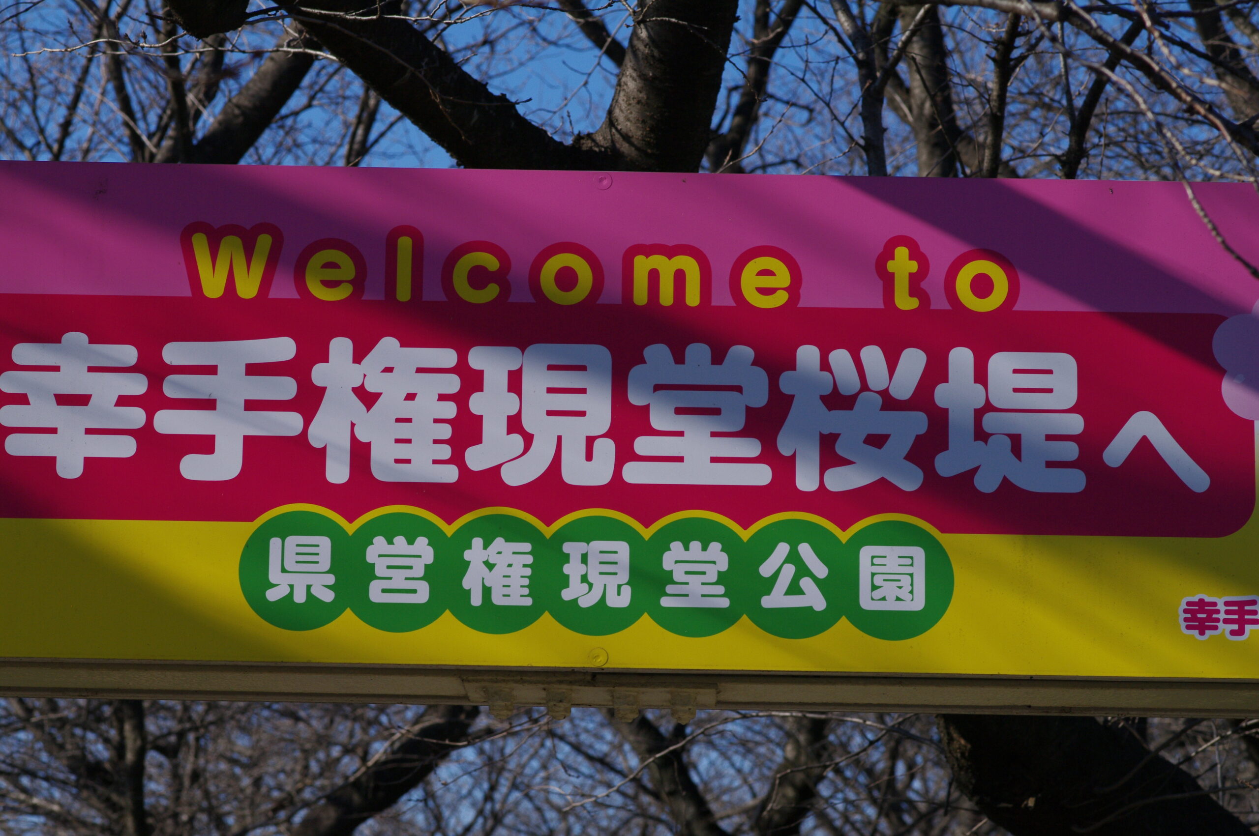幸手権現堂桜堤