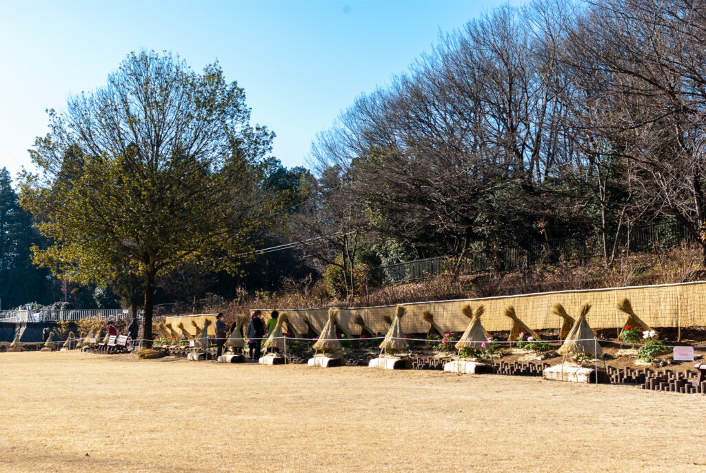 東松山ぼたん園_冬牡丹０２