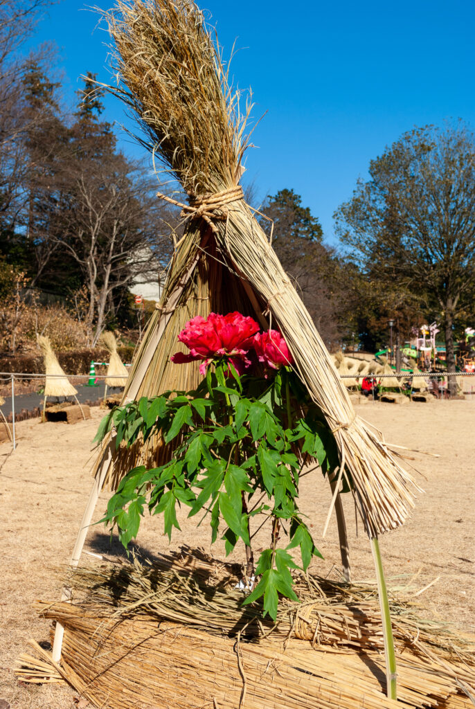 東松山ぼたん園_冬牡丹０３