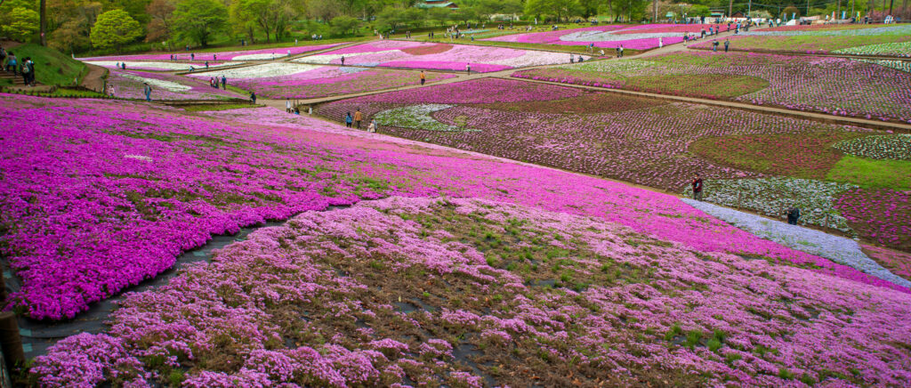 20220423_1_羊山公園_芝桜２