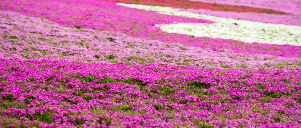 20220423_1_羊山公園_芝桜７