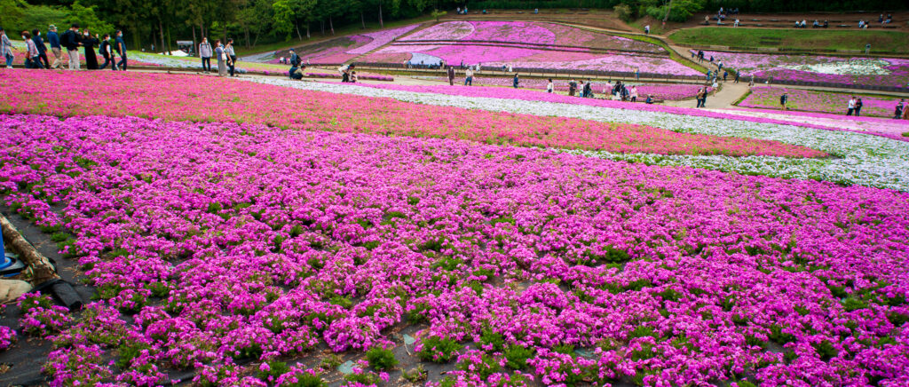 20220423_1_羊山公園_芝桜３