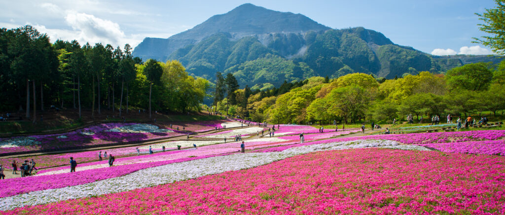 20220423_1_羊山公園_芝桜４