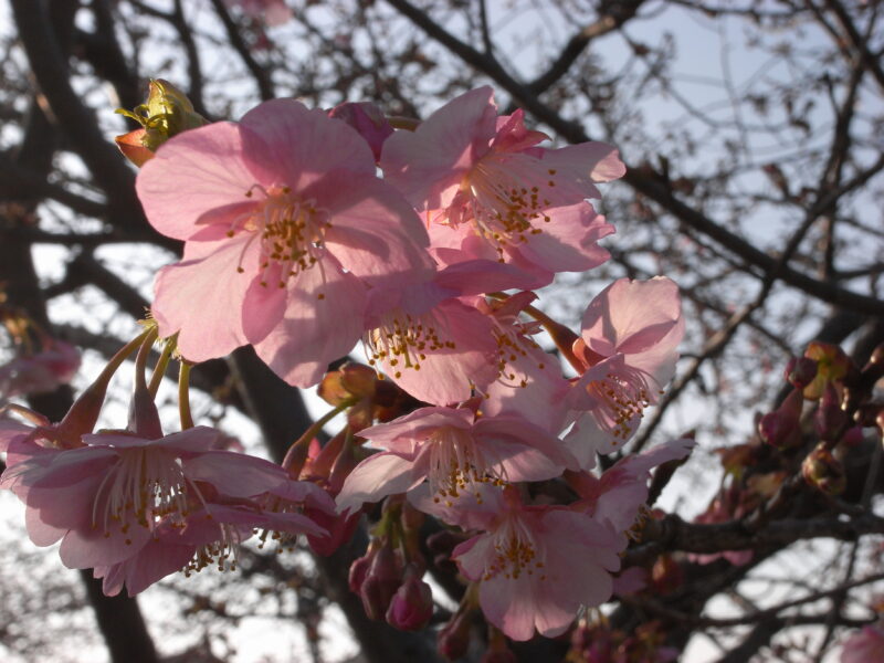 2022_1_青毛堀川の河津桜１