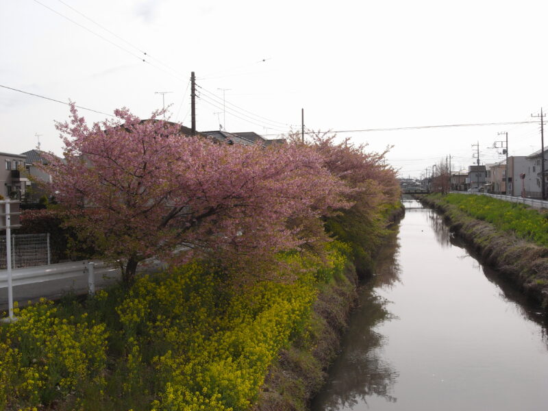 2022_2_青毛堀川の河津桜１