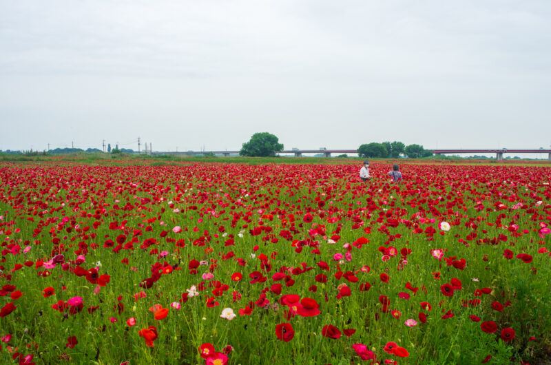 20220521_こうのす花まつり_０３