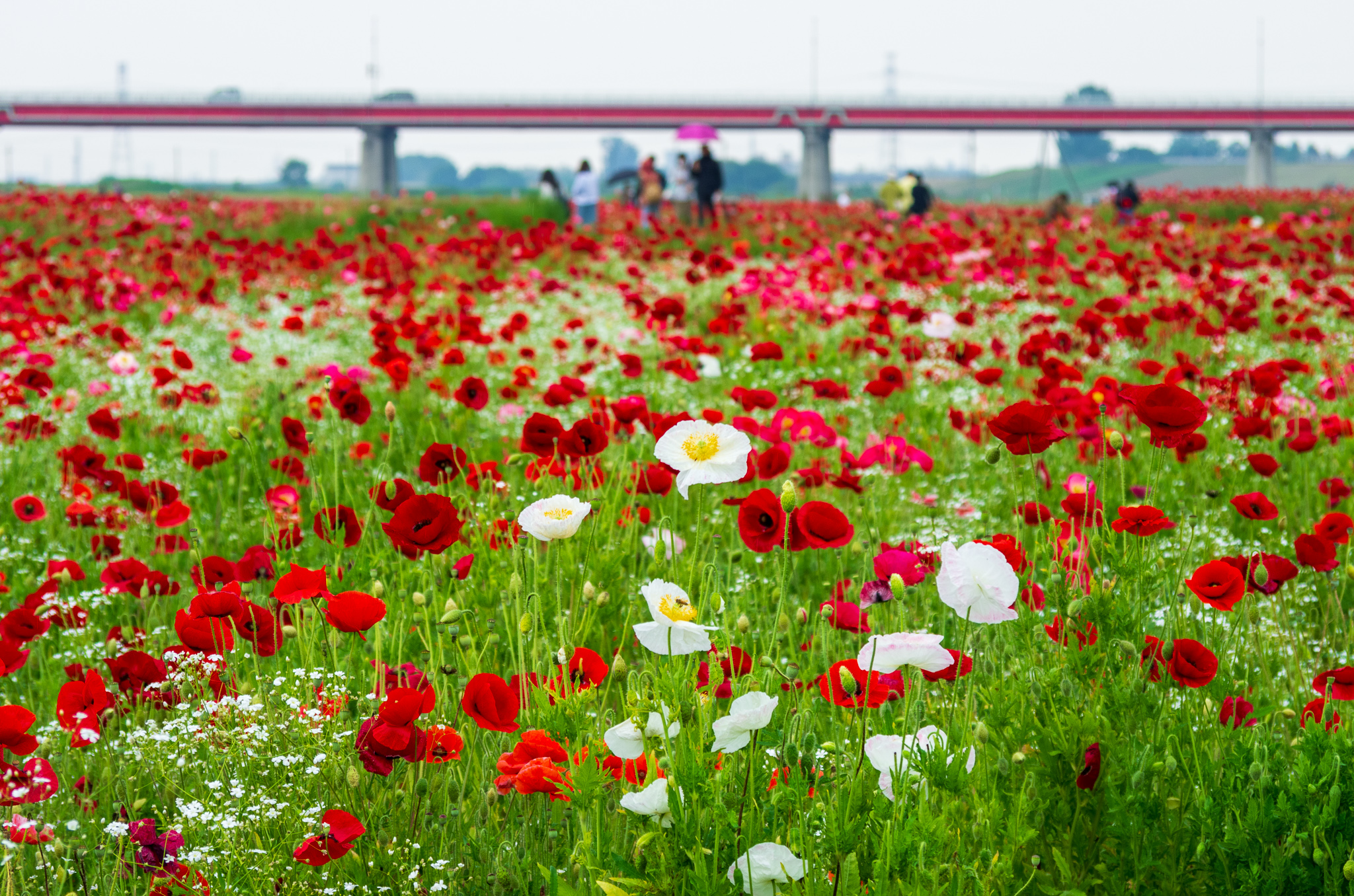 20220521_こうのす花まつり_０１