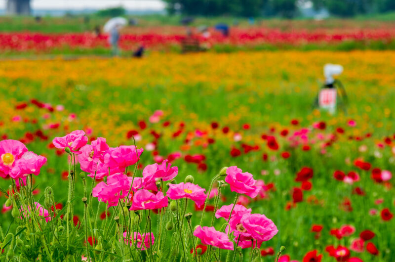 20220521_こうのす花まつり_０４