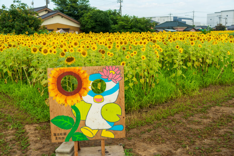 20220731_蓮田ひまわり畑１