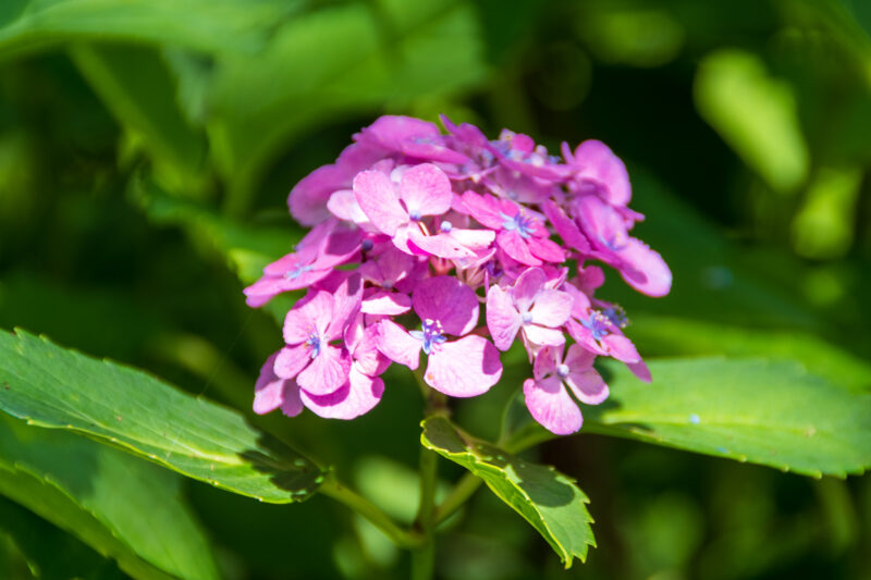 20220718_森林公園_紫陽花１