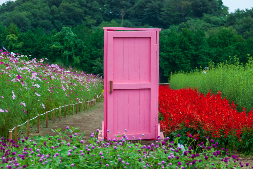 20220917_鼻高展望花の丘_コスモス５