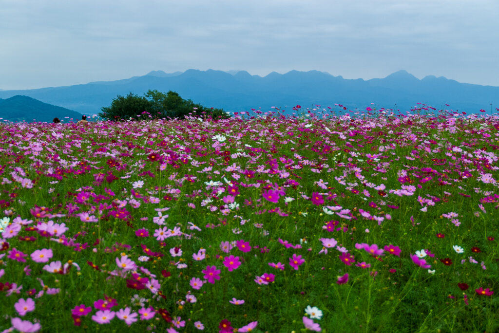 20220917_鼻高展望花の丘_コスモス４