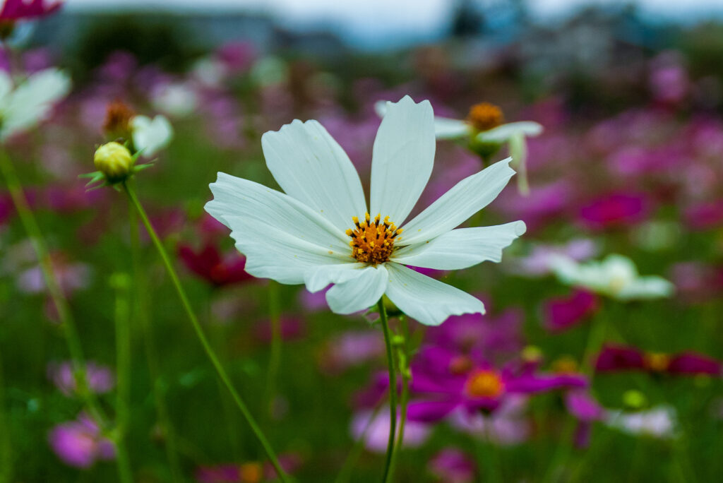 20220917_鼻高展望花の丘_コスモス６