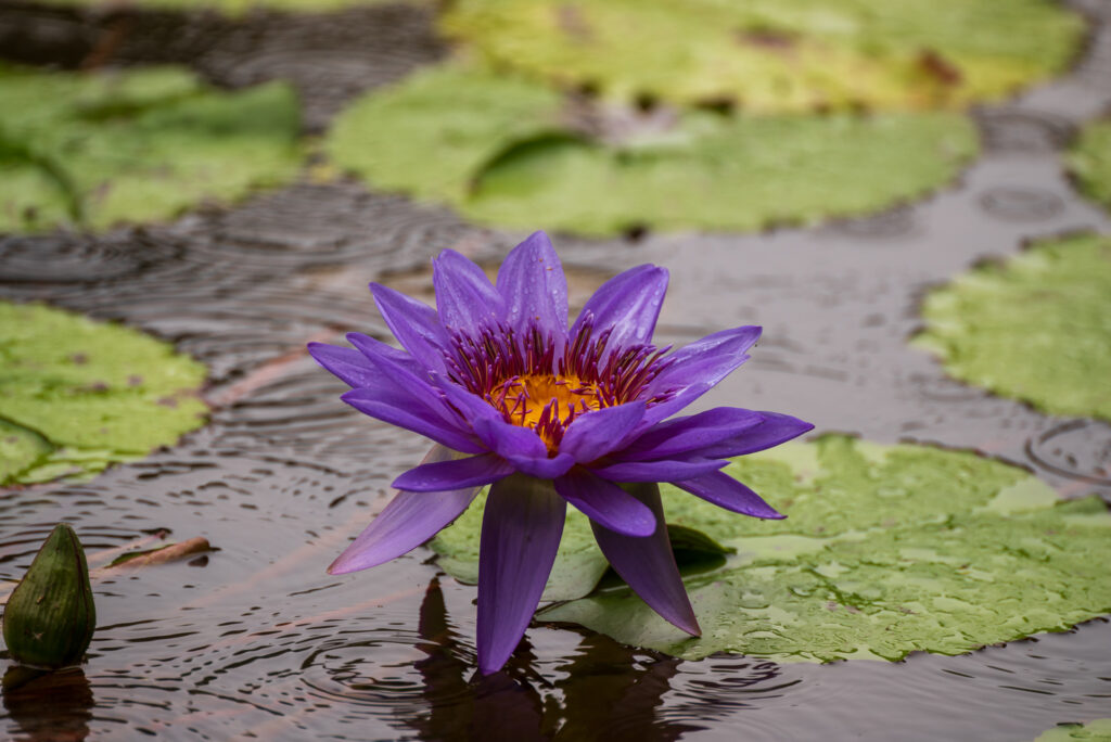 20220820_あしかがフラワーパーク_水辺に浮かぶ花の妖精たち_４