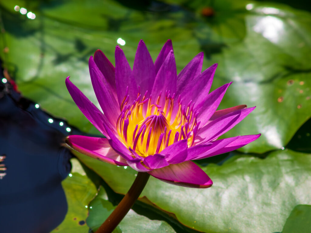 20220904_あしかがフラワーパーク_水辺に浮かぶ花の妖精たち_１