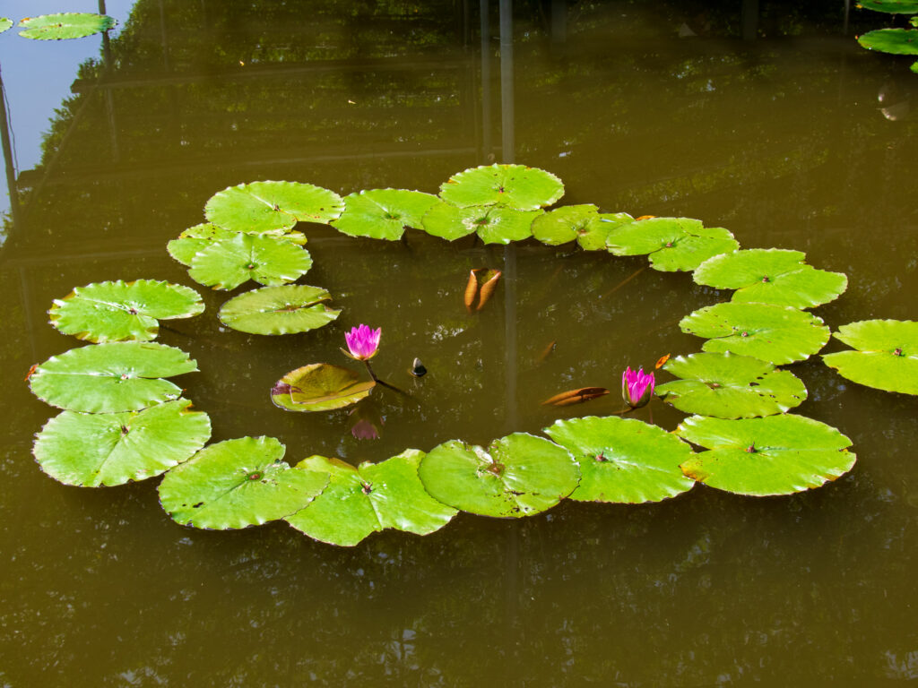 20220904_あしかがフラワーパーク_水辺に浮かぶ花の妖精たち_３