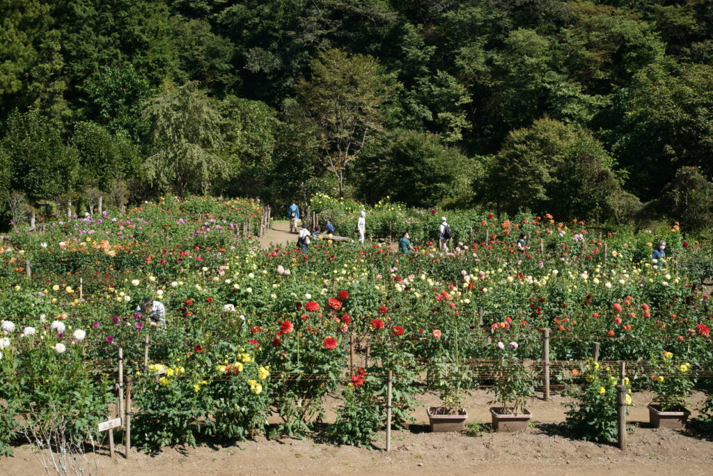 20221002_両神山麓花の郷ダリア園２