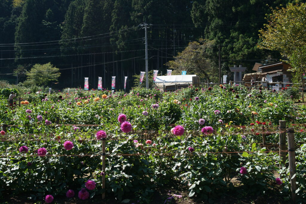 20221002_両神山麓花の郷ダリア園３