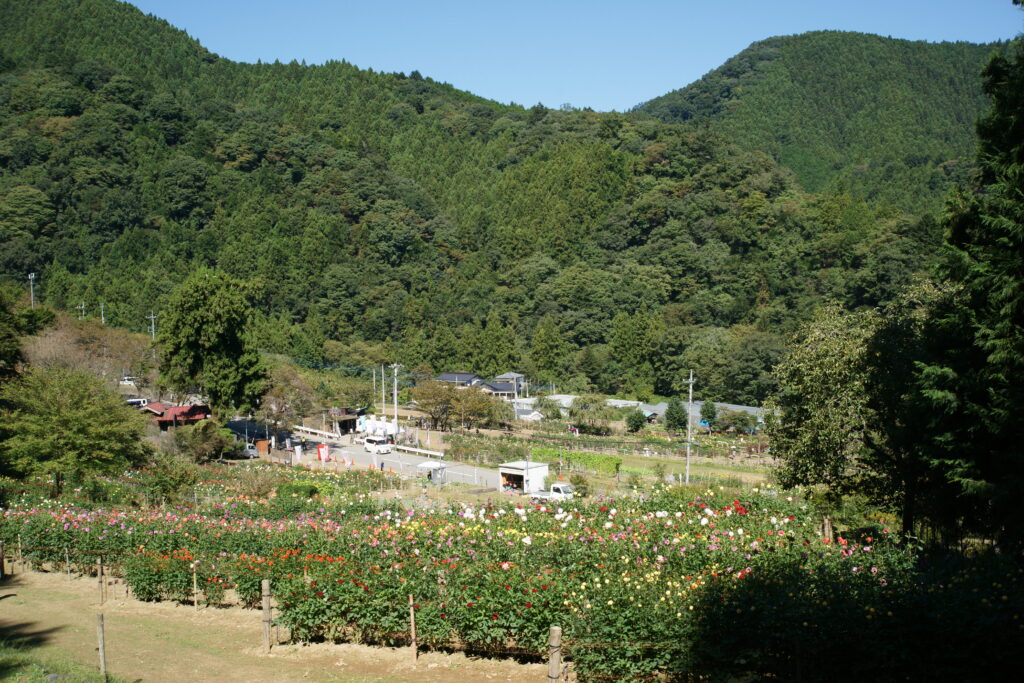 20221002_両神山麓花の郷ダリア園１