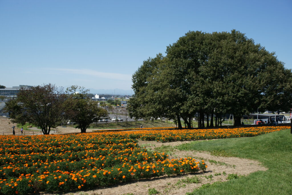 20221002_マリーゴールドの丘公園１