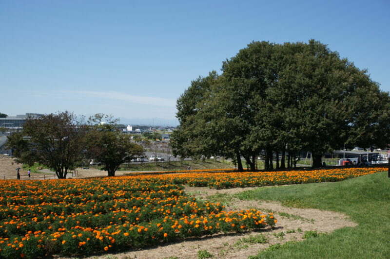 20221002_マリーゴールドの丘公園1