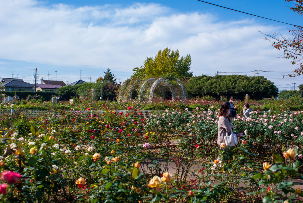 20221030_町制施行記念公園・バラ園４