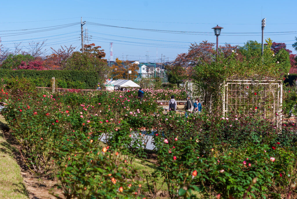 20221030_町制施行記念公園・バラ園６