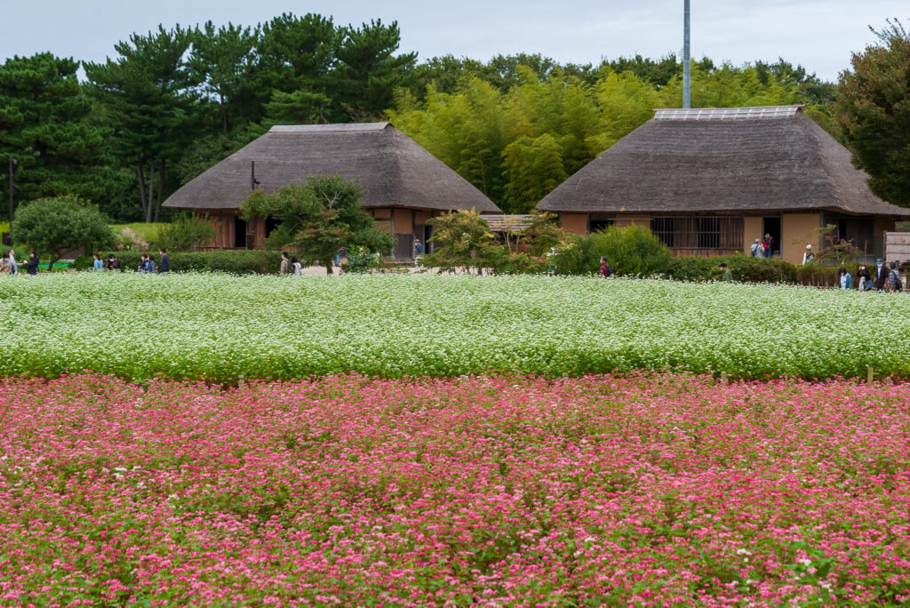 20221015_国営ひたち海浜公園_ソバの花２