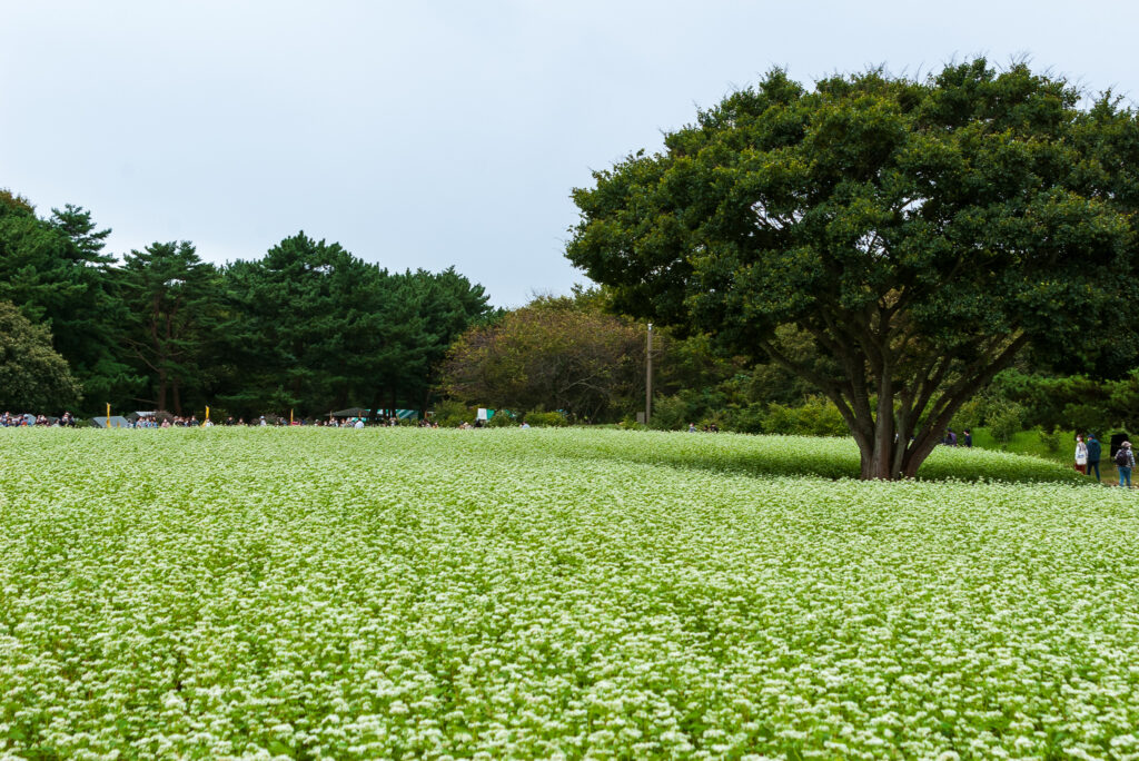 20221015_国営ひたち海浜公園_ソバの花１