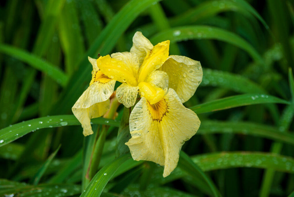 20220611_たてばやし花菖蒲まつり６