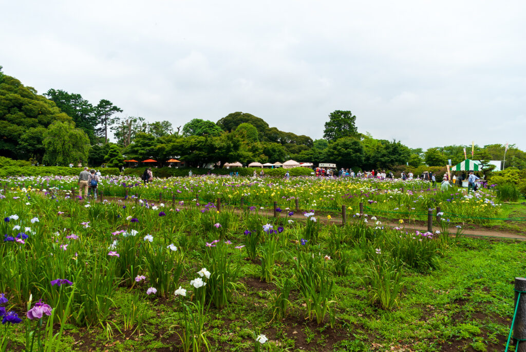 20220611_たてばやし花菖蒲まつり４