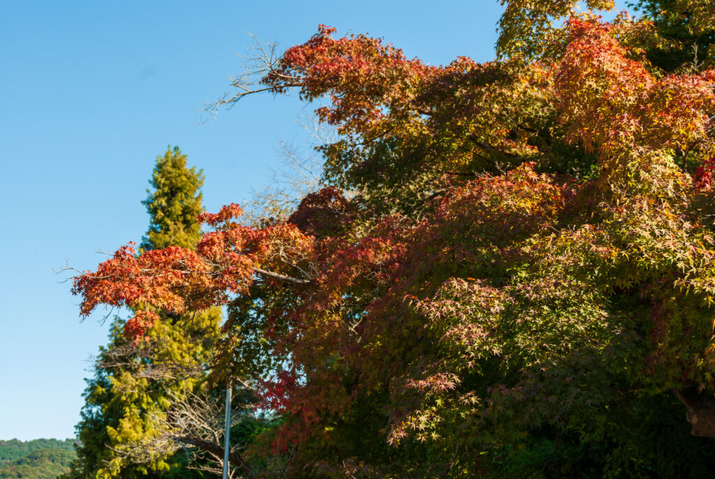 20221029_寳登山神社_紅葉１