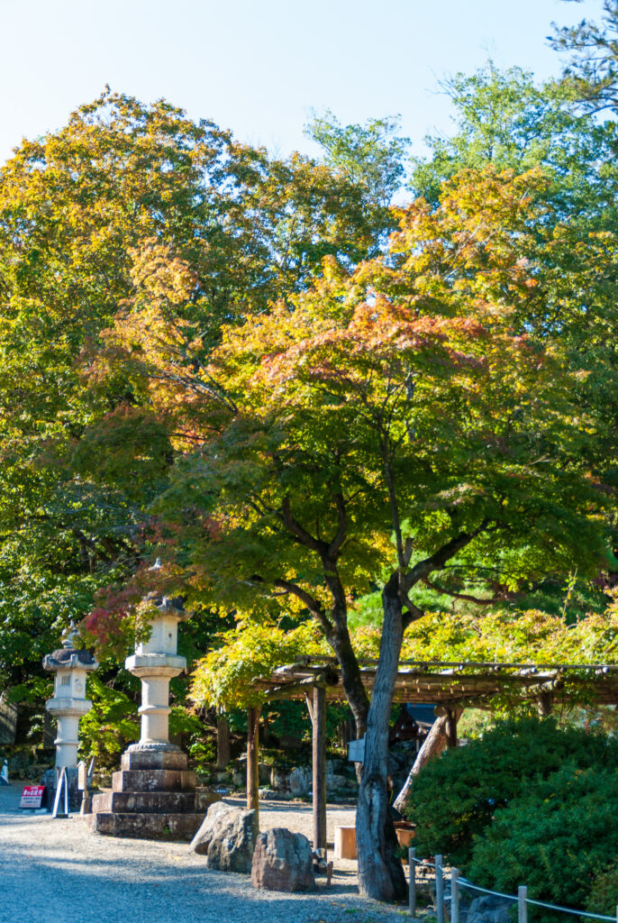 20221029_寳登山神社_紅葉２