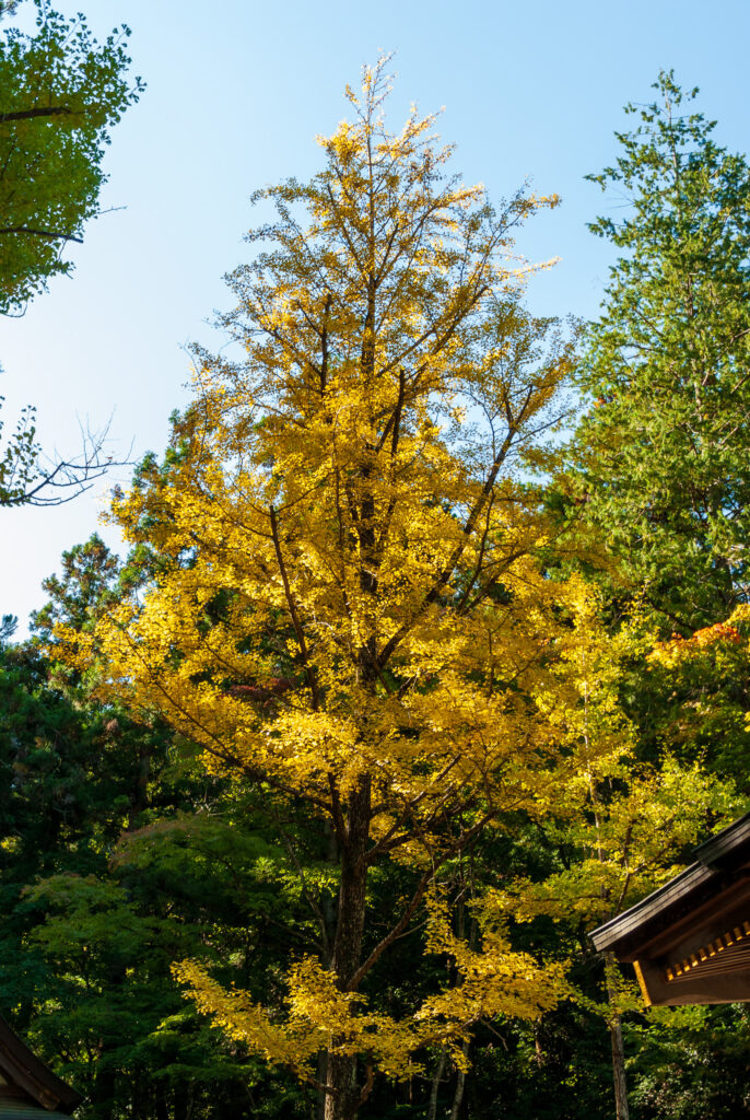 20221029_寳登山神社_紅葉６