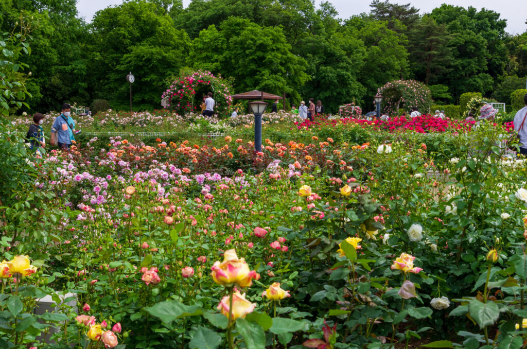 20220514_町制施行記念公園・バラ園２