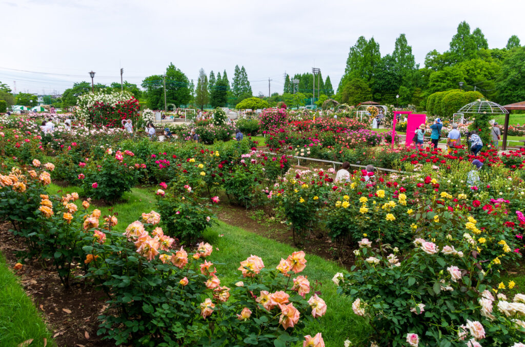 20220514_町制施行記念公園・バラ園４