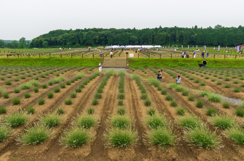 20220618_千年の苑ラベンダー園1