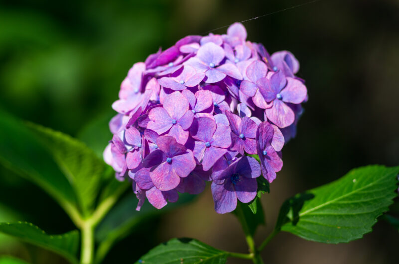 20220619_幸手権現堂_紫陽花3