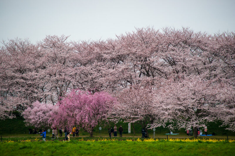 20220329_県営権現堂公園_桜５