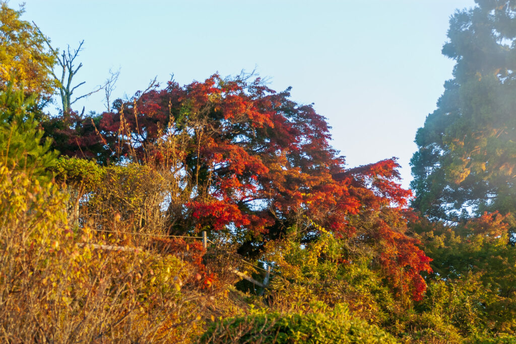 20221103_宝登山ロープウェイ_紅葉１