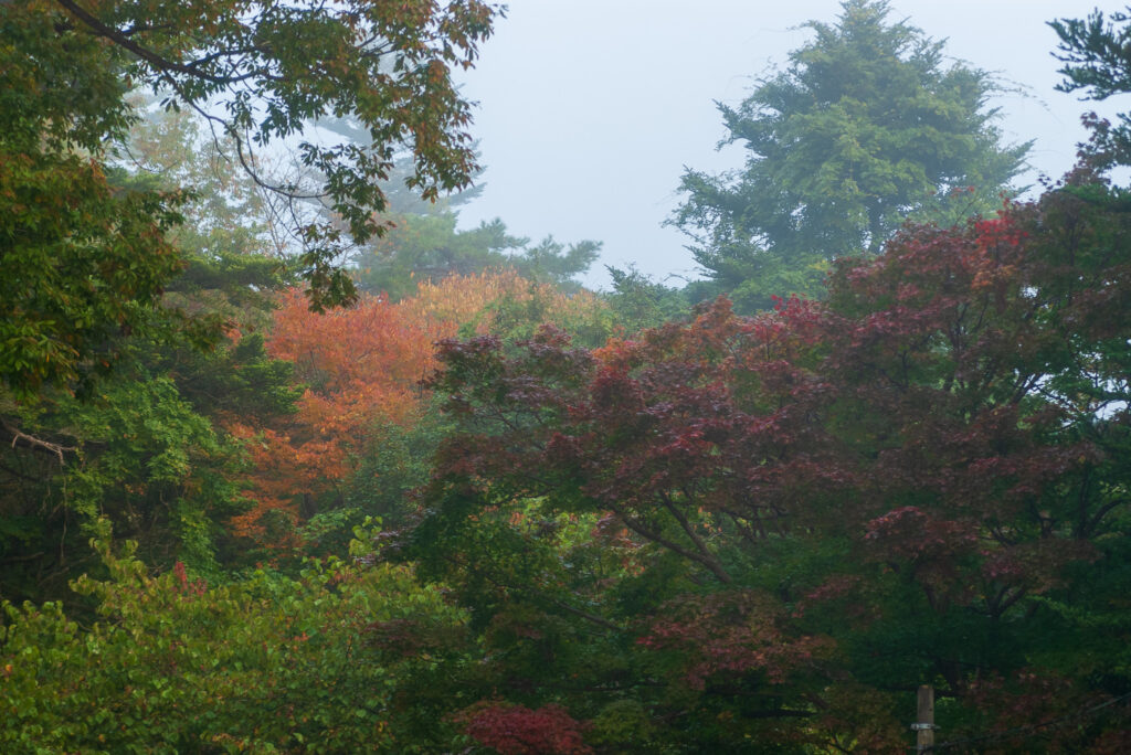 20221103_宝登山ロープウェイ_紅葉２