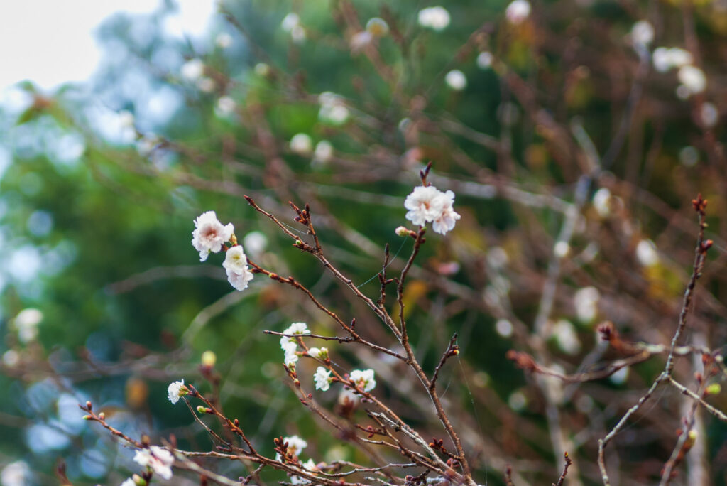 20221103_宝登山ロープウェイ_冬桜１