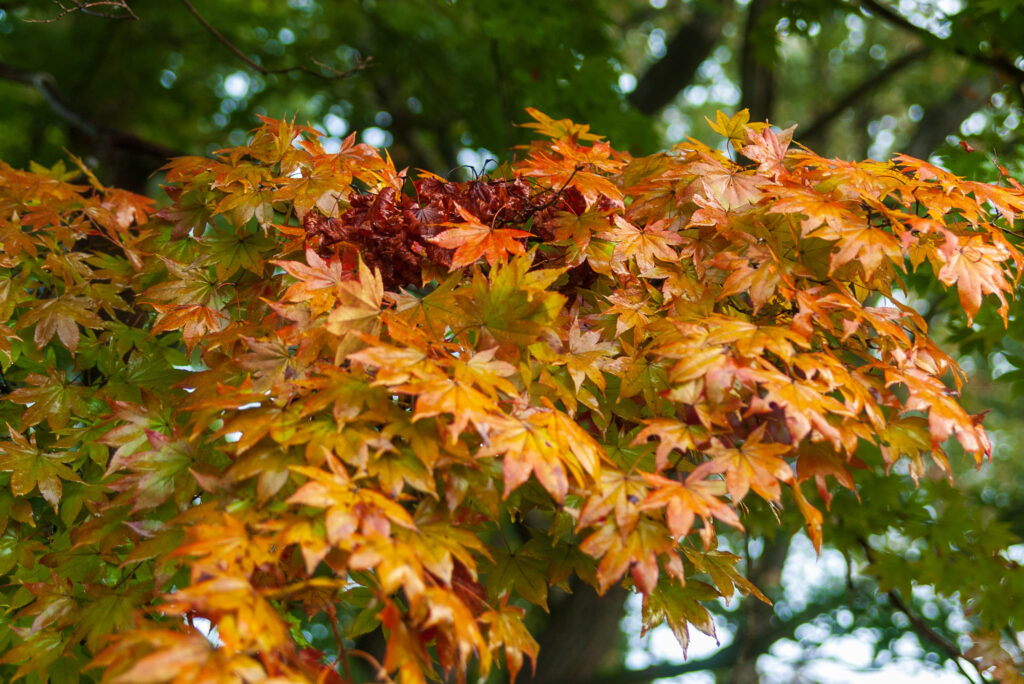 20221103_宝登山ロープウェイ_紅葉３