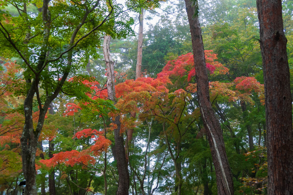 20221103_月の石もみじ公園_紅葉２