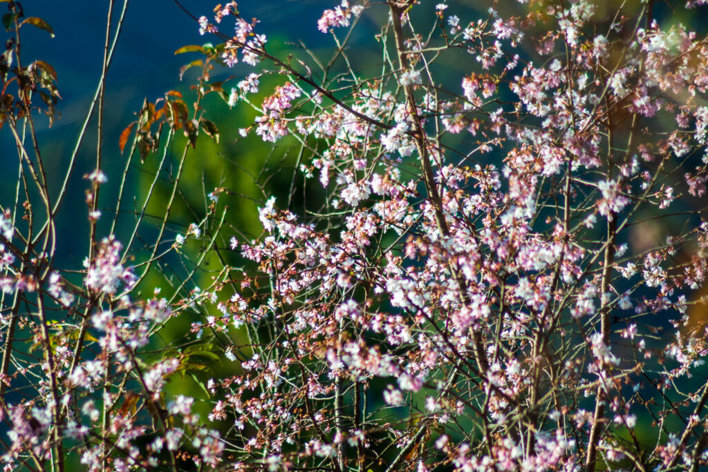 20221103_城峯公園_冬桜１