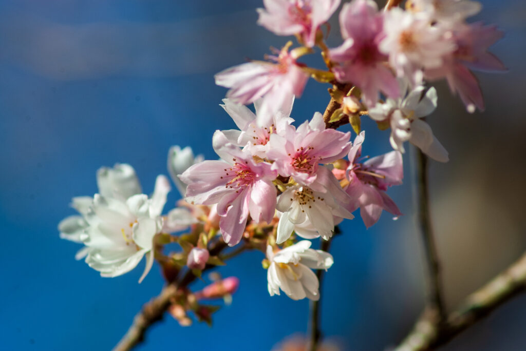 20221103_城峯公園_冬桜２