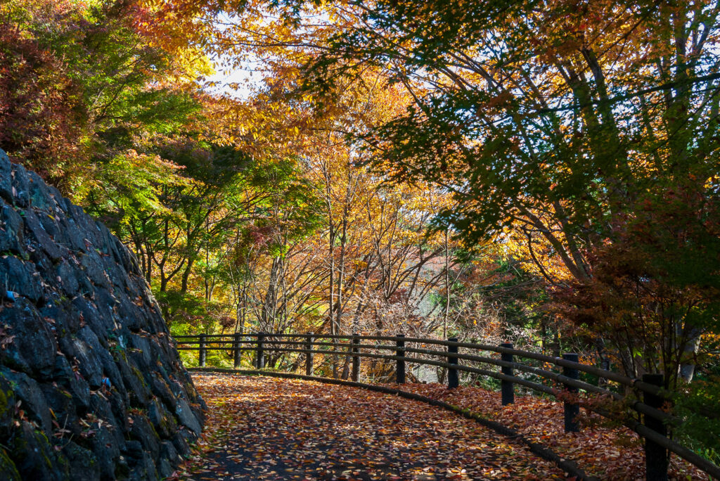 20221103_城峯公園_紅葉３