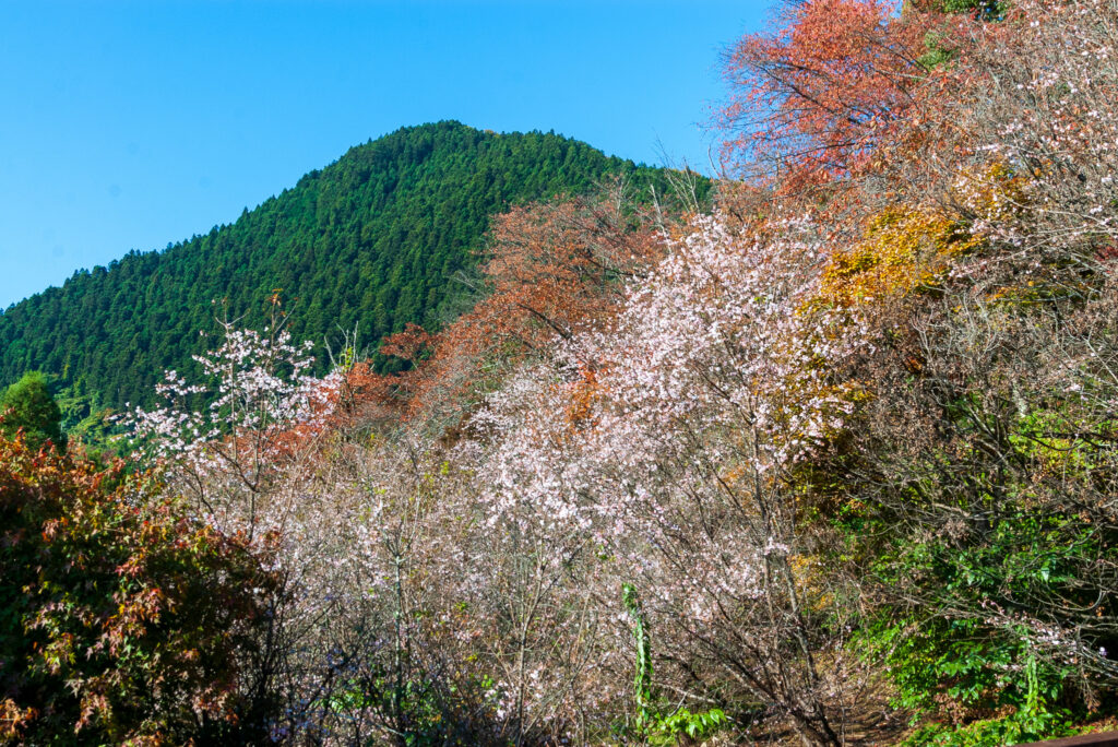 20221103_城峯公園_冬桜４