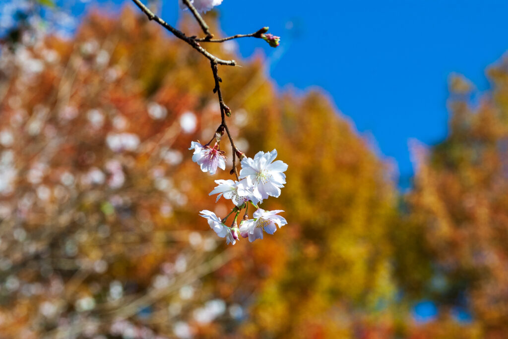 20221103_城峯公園_冬桜３